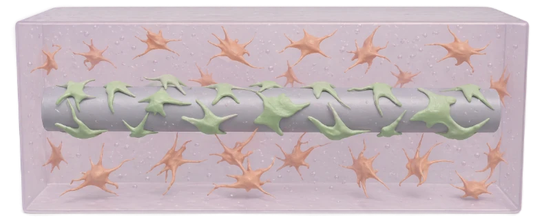 Hydrogel containing cells, cast around the template