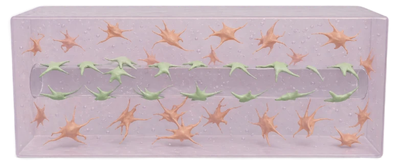 The template is gone, leaving a cell-lined, perfusable channel in the gel